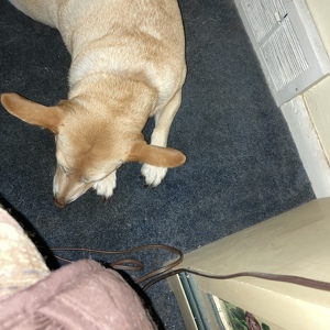 Fundraising Page: Sherry Barnhart